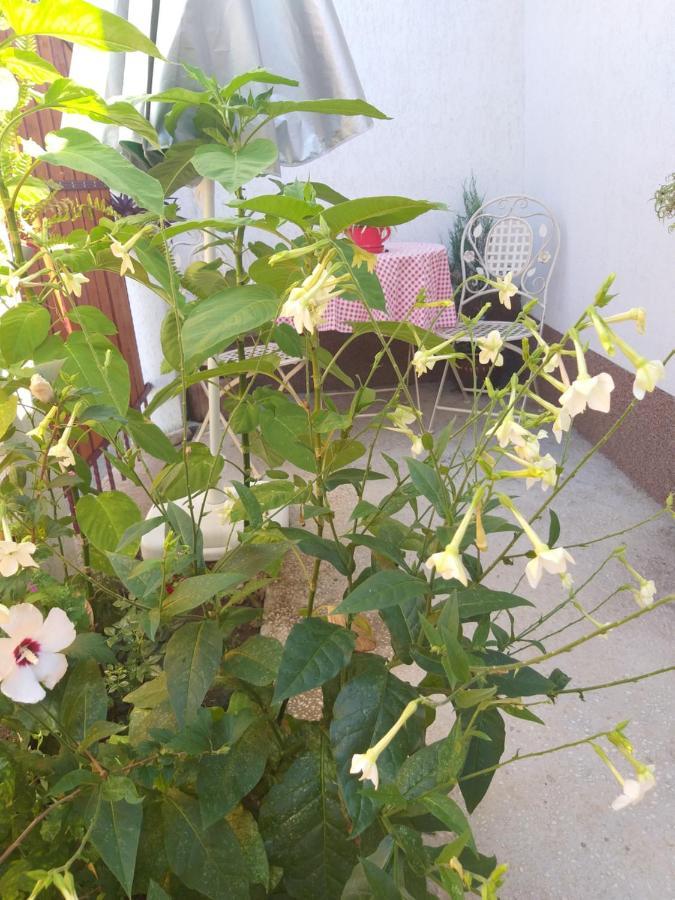 Casa Calin Villa Tulcea Eksteriør bilde